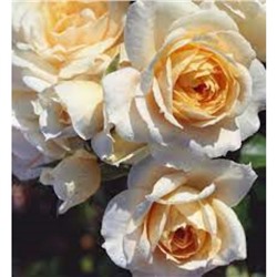 Саженец Розы Флорибунда "Лионс роуз", 1 шт, Весна 2024